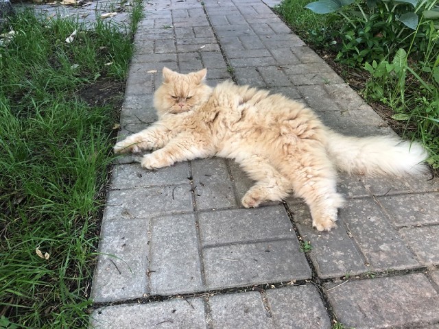 Котовторник?! Коты во вторник!