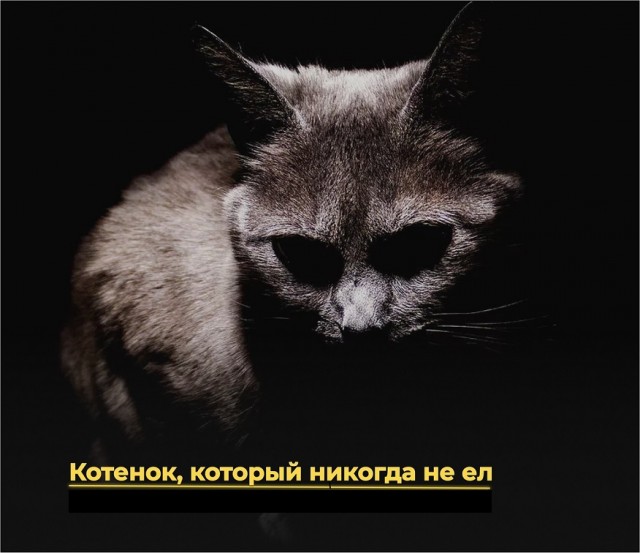 Котёнок, который никогда не ел