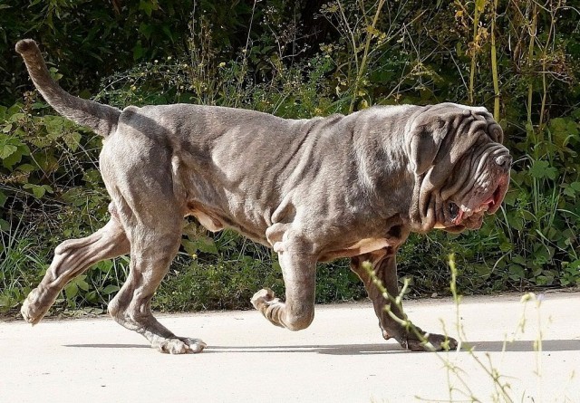 Неаполитанский мастиф: Из Колизея в дряхлую развалину. Как новые стандарты изуродовали боевых собак