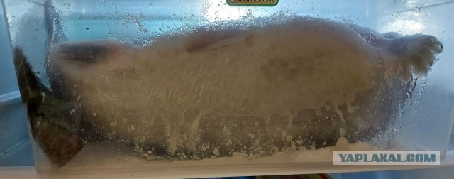 Арктический голец полу-горячего копчения.