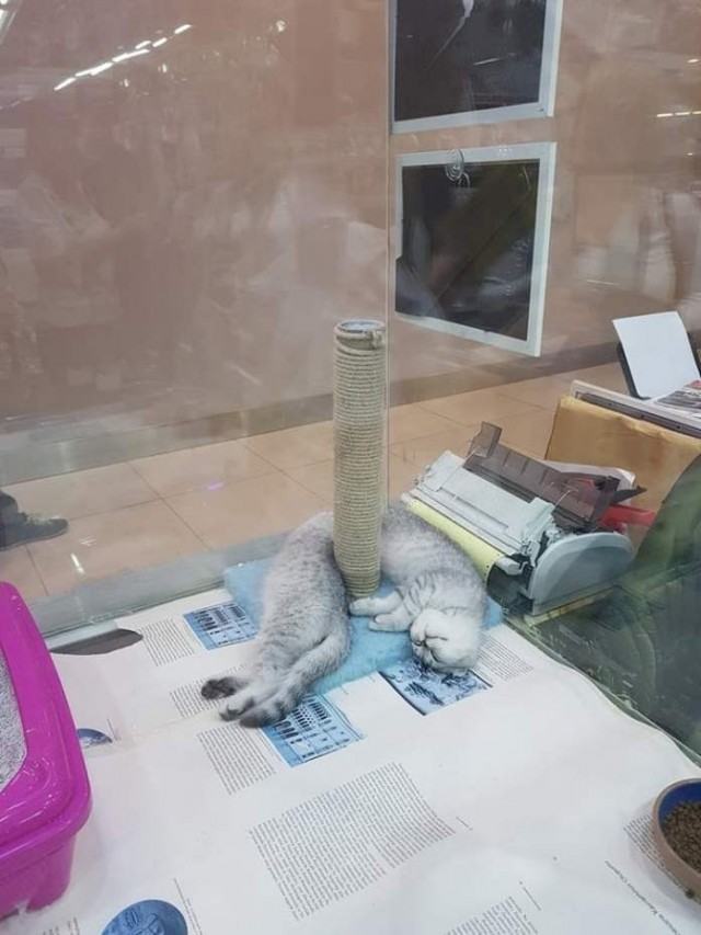Подборка забавной живности