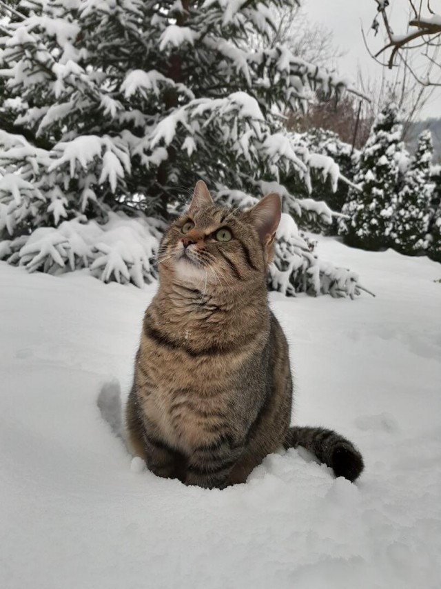 Коты они такие