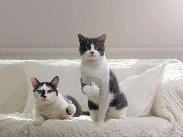 Коты они такие