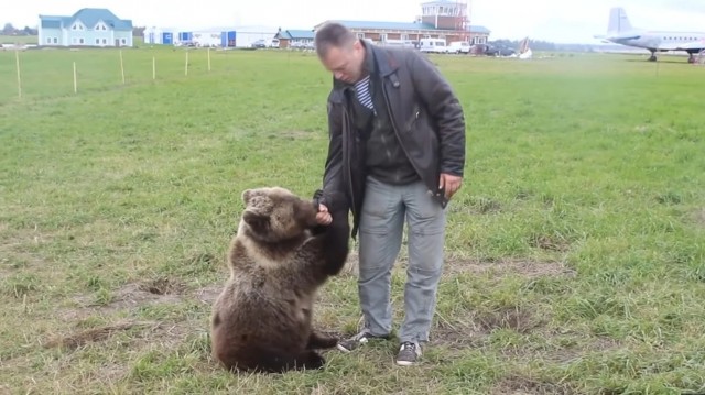 Что стало с медвежонком Мансуром, найденным 5 лет назад на аэродроме и выкормленым лётчиками из бутылочки