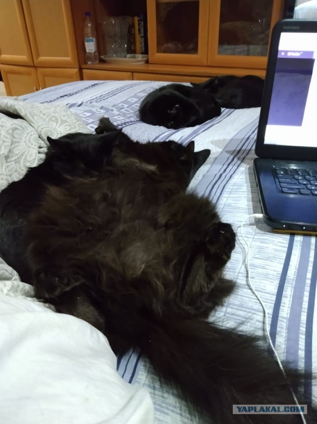 Котаник