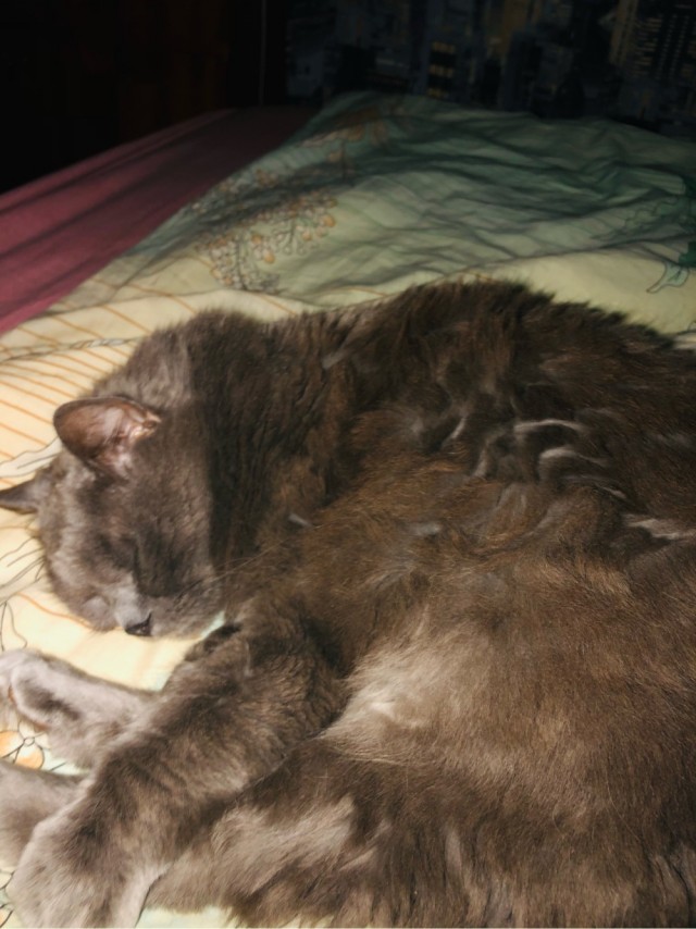 Котовторнику посвящается
