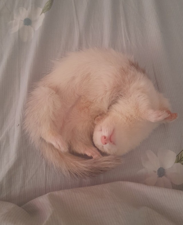 Не буду я ждать котовторника!