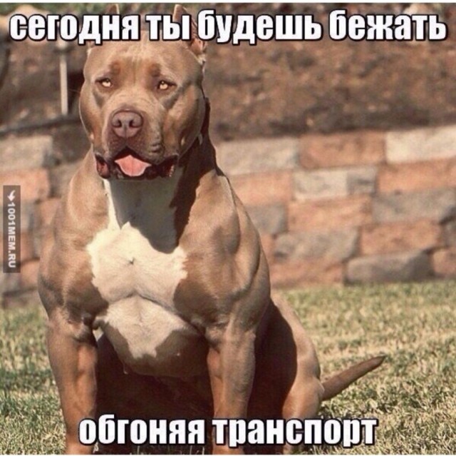 50 оттенков серого.  Vol. 6 Или самосвал баянов.  50 штук.