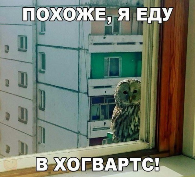50 оттенков серого.  Vol.14 Или самосвал баянов
