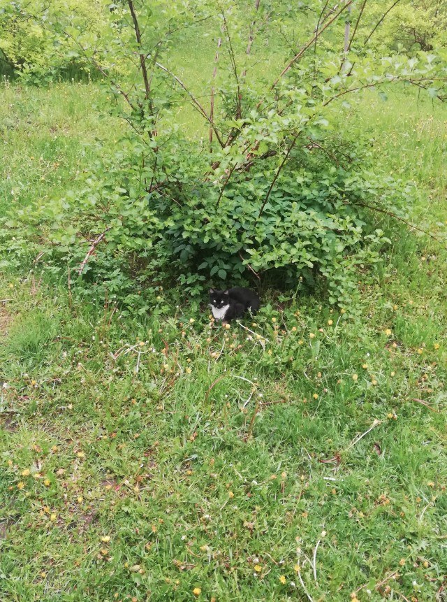 Кот-компаньон