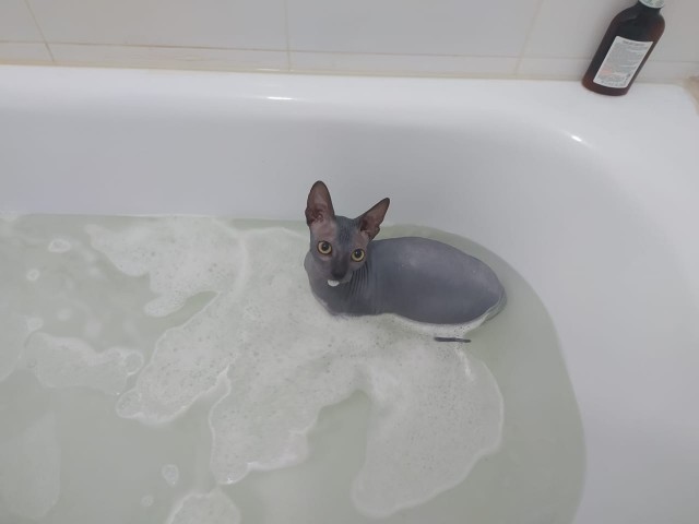 Помыть кошку