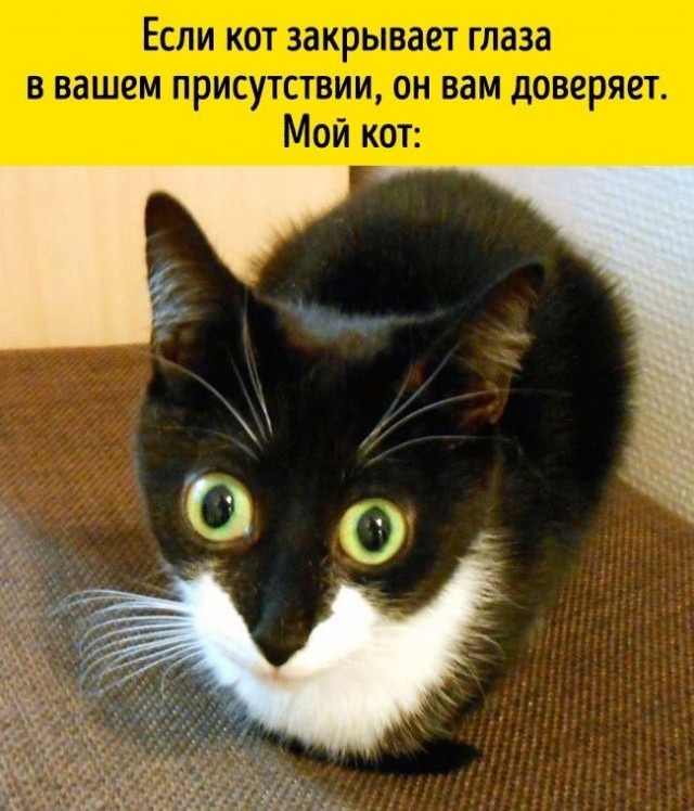 14 способов, как коты демонстрируют вам свою любовь