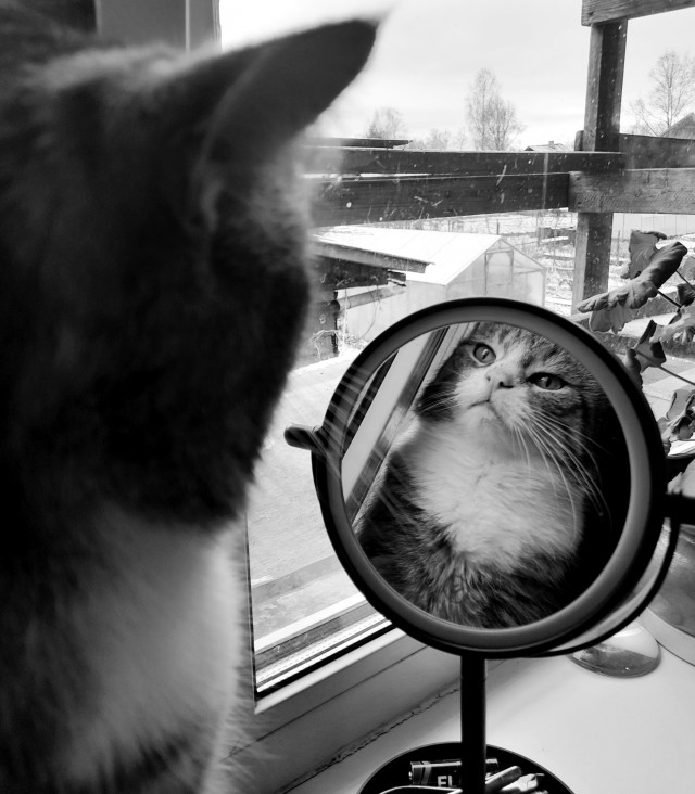 Котовторник. Котенок Кисель