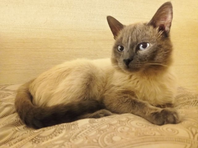 Вторник, ваши коты и кошки в студию