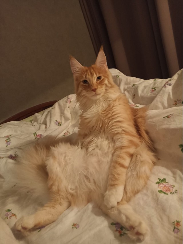 Кошка