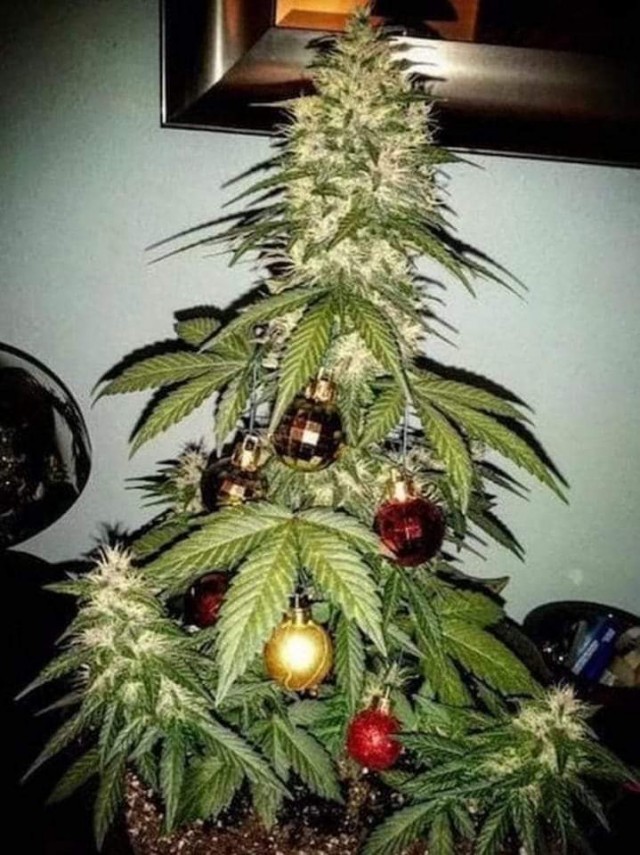 Живая елка на НГ по-любому лучше!