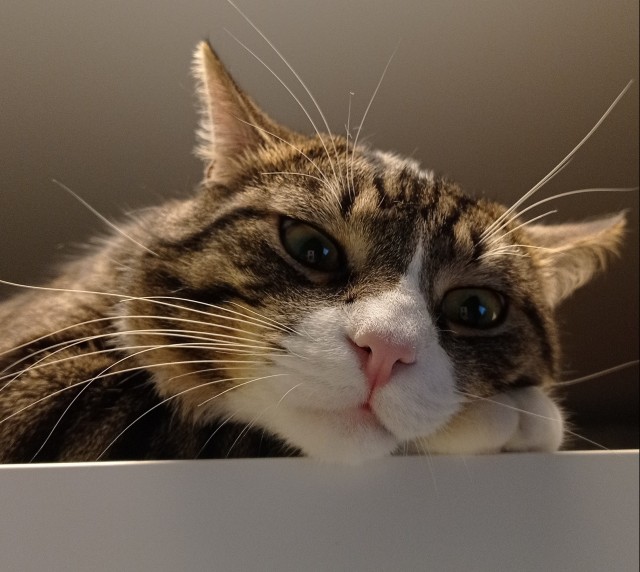 Почему грустят котики?