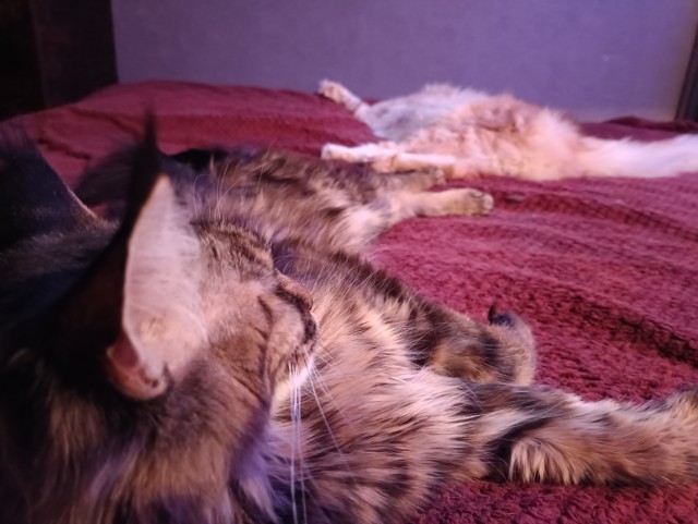 Кошка