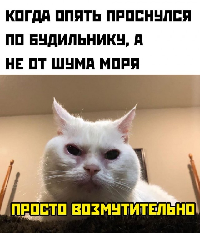 Картинки и мемы, всем хороших выходных