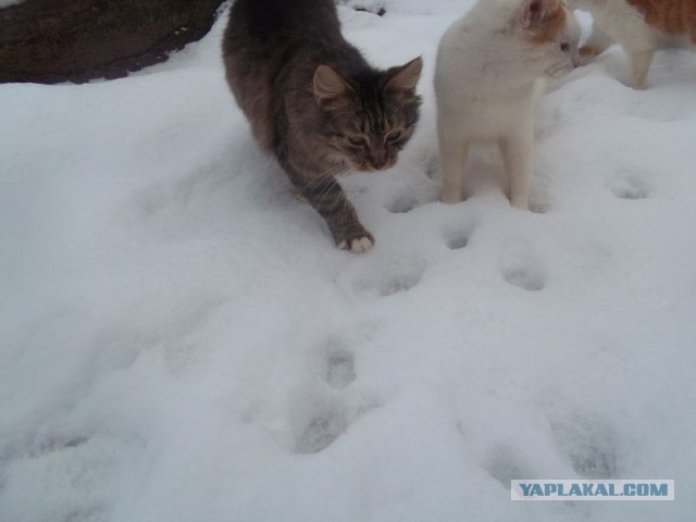 Жизнь домашнего приюта для котеек 432