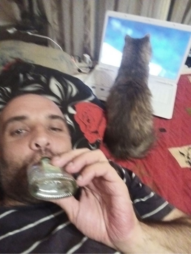Коты-работяги
