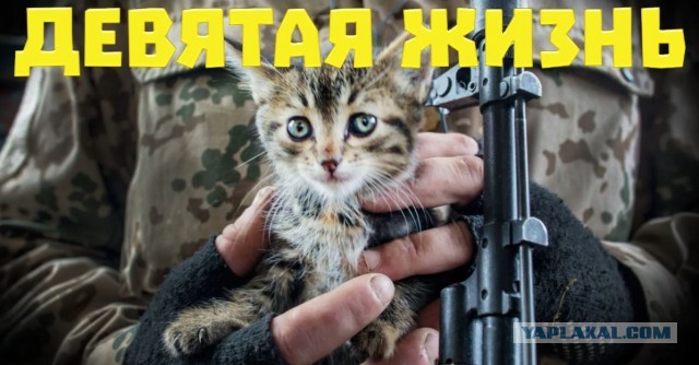 Тактический кот.