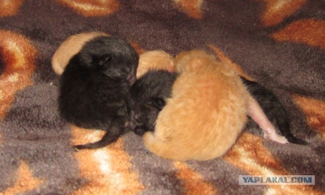 Котовторник 09.04.2013