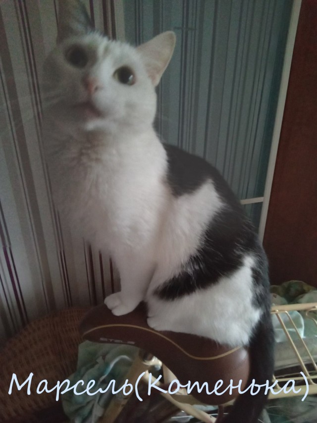 Жизнь домашнего приюта "Котоленд" 394