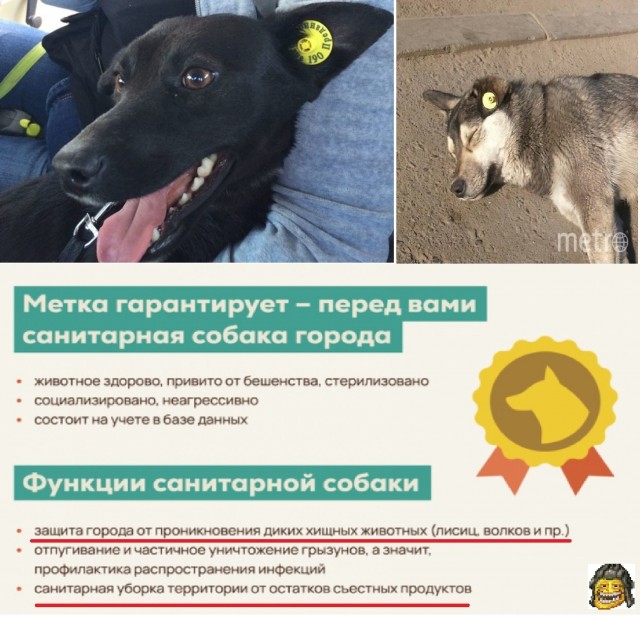 Догхантеры разбросали в микрорайоне Южное Измайлово мясные шарики с отравой.