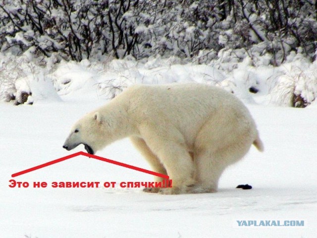 Как медведи ходят в туалет во время спячки?