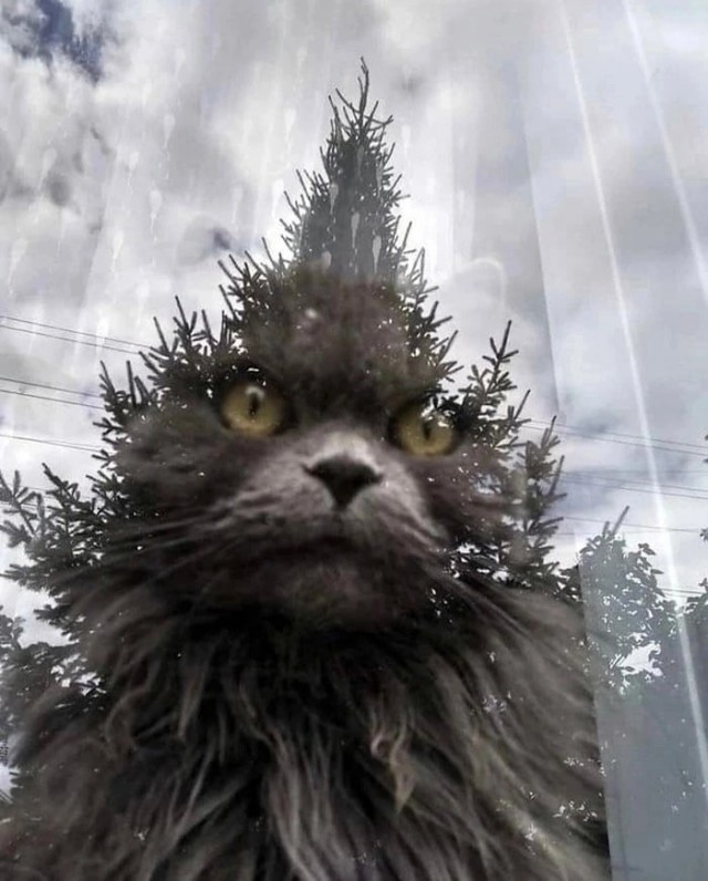 Кошачьи выкрутасы