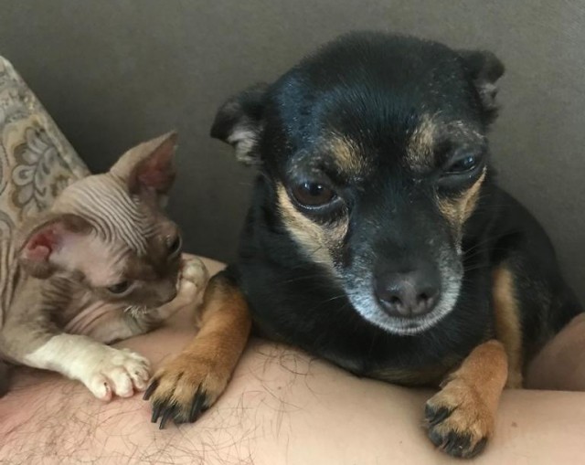 Девочка, которая не бросит