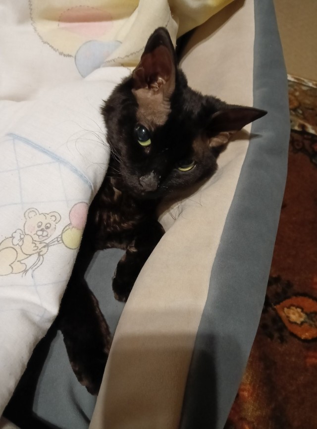 Жизнь домашнего приюта "Котоленд" 430