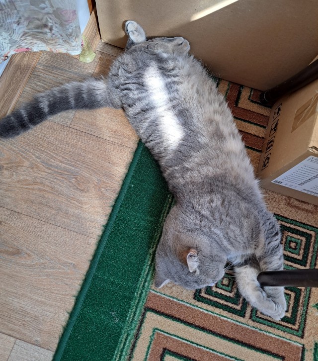 Котовторник