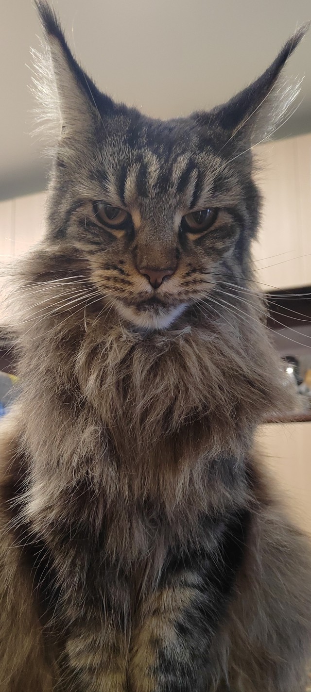 Котовторник 05/11/2024