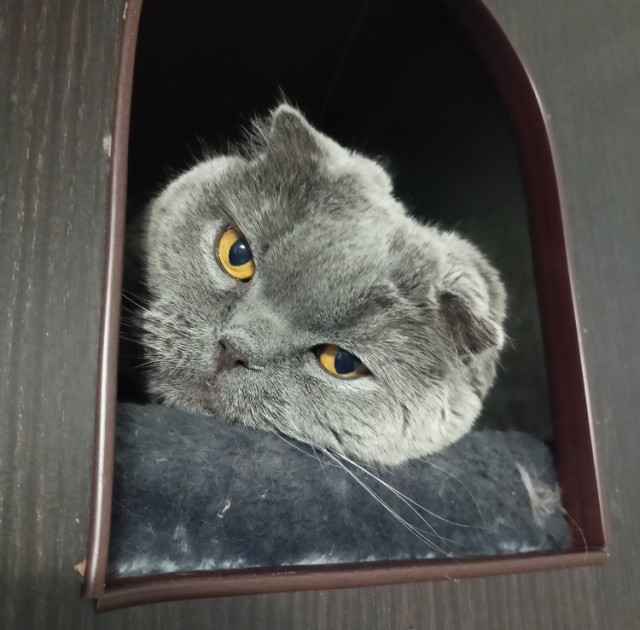 Котовторник 05/11/2024