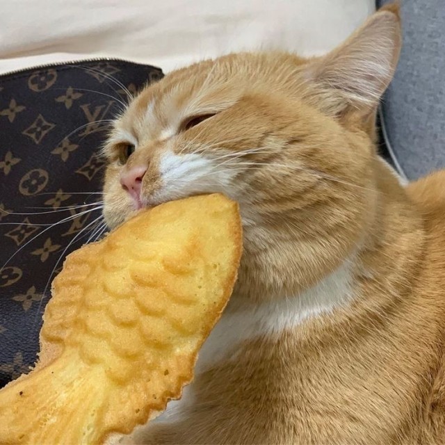 Котовторник в картинках
