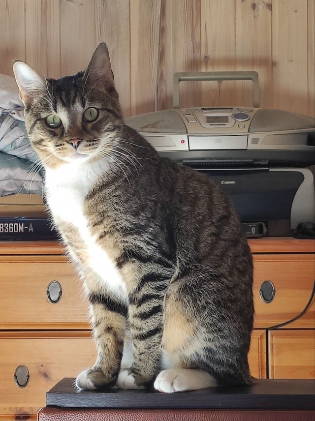 Котовторник продолжается