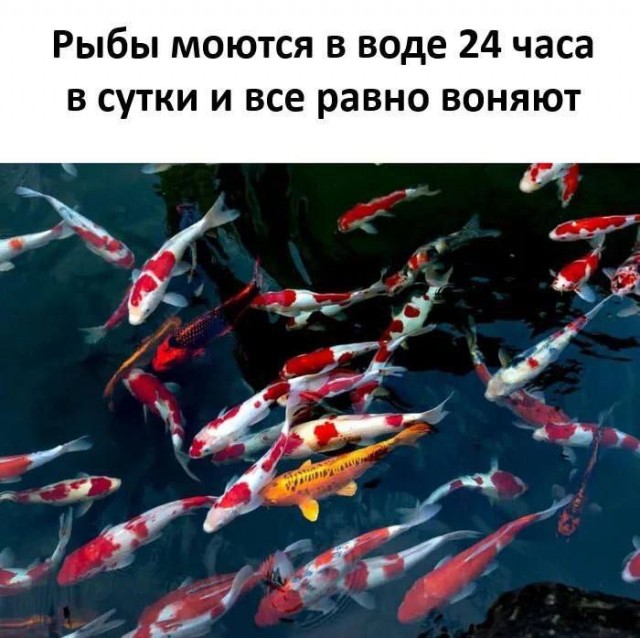 Весёлый полтишок 19.08.25