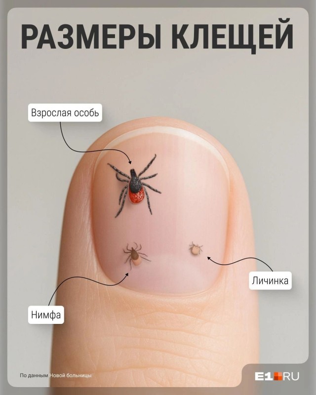 Уральские клещи: коричневые, черные, красные