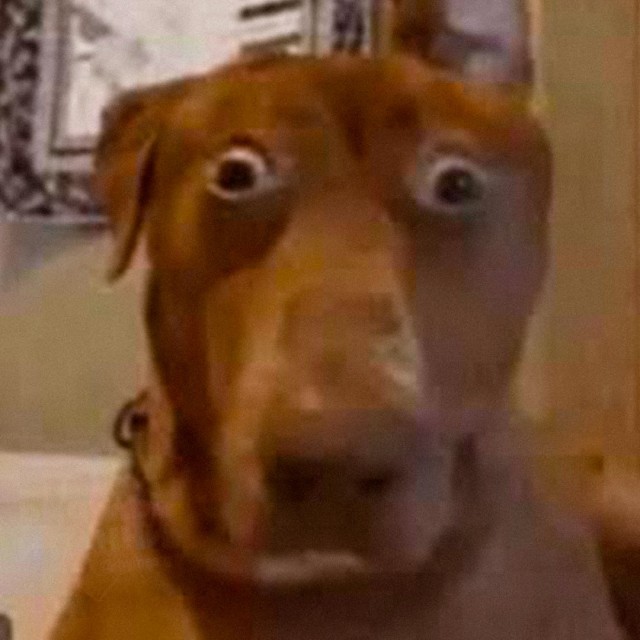 Гайды по сексу с собаками теперь запрещены в России