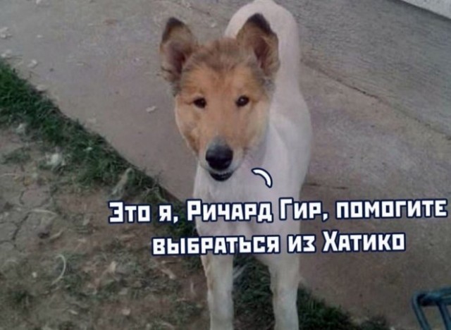 Веселые картинки в маленькую пятницу (27.08)