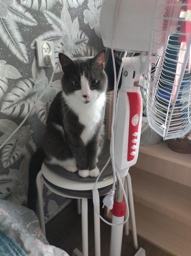 Котовторник