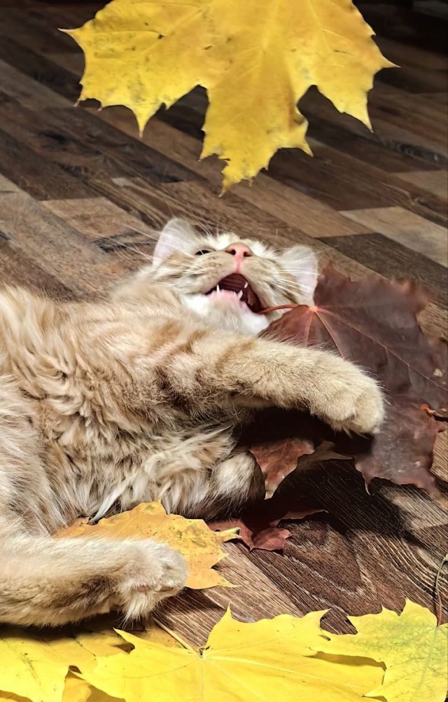 Осень (котовторник)