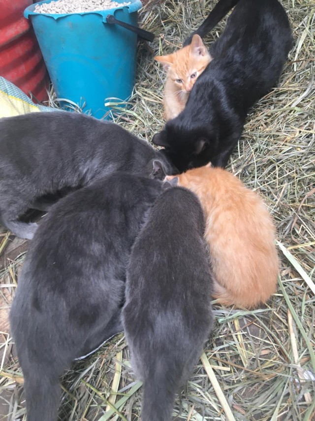 Кошаки