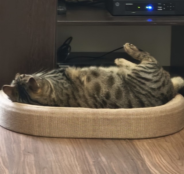 Я теперь тоже с котом