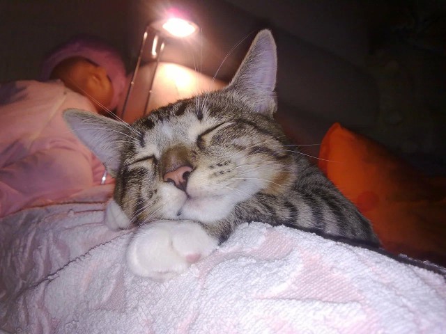 Котовторник же!