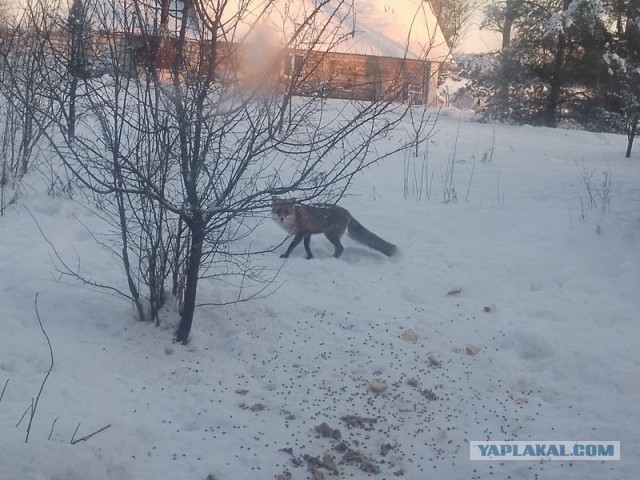 Жизнь домашнего приюта для котеек 572