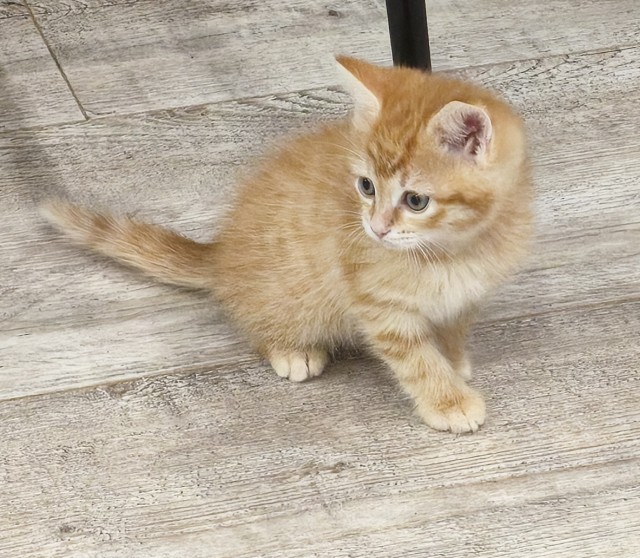 Ф КотоФторник.