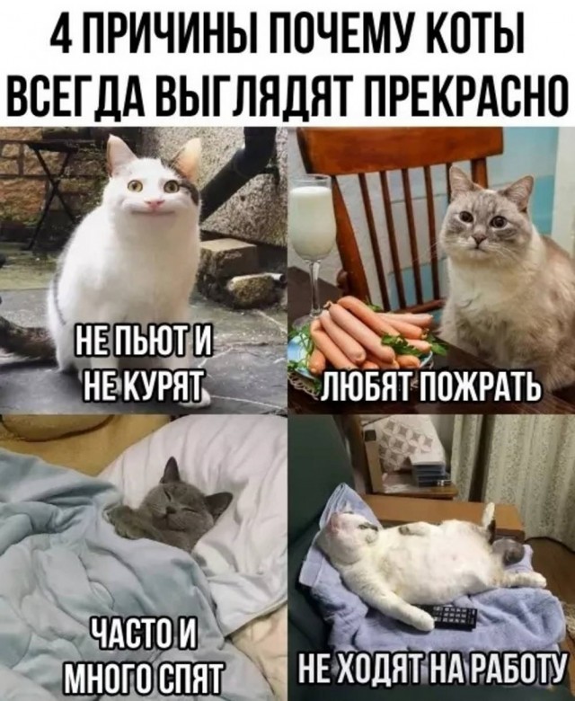 Веселые картинки и немного девушек (50 изображений)